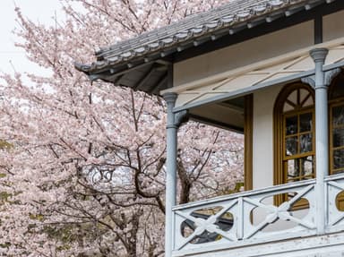 豊田市民芸館(桜)