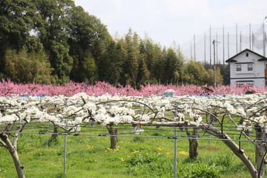 舞木町(桃)