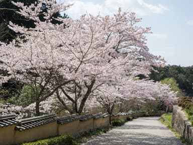 松平郷(桜)