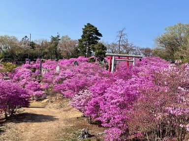 古瀬間御嶽神社(コバノミツバツツジの群生)