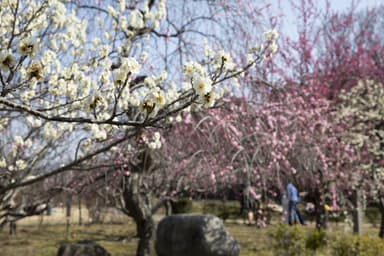 平芝公園(梅)