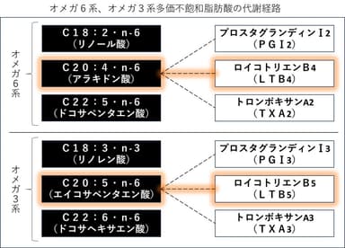 オメガ6系、オメガ3系多価不飽和脂肪酸の代謝経路