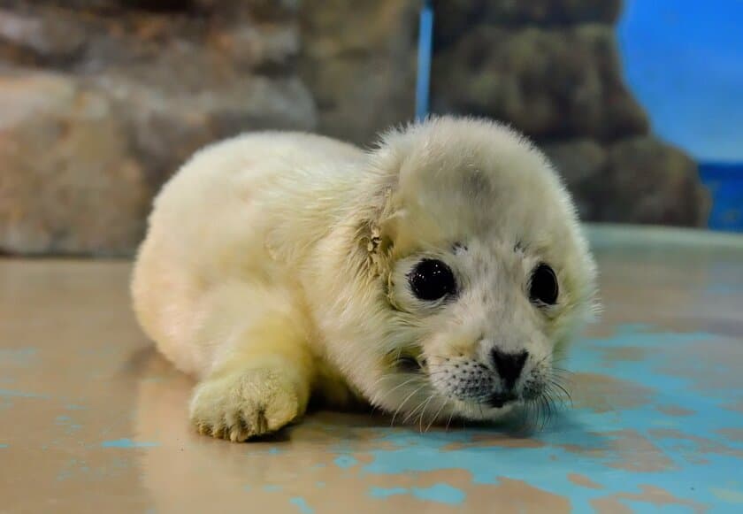 ゴマフアザラシの赤ちゃん誕生！
愛くるしい赤ちゃんの姿をご覧いただけます！