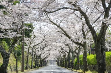 伊豆高原桜並木