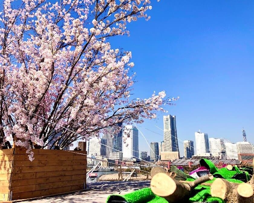 横浜の海と街並みと桜を一緒に楽しむ「大さん橋さくら祭り」　
3月8日から横浜港大さん橋国際客船ターミナルにて開催！