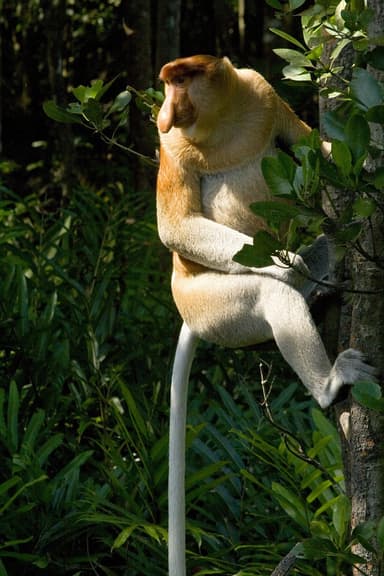 生物多様性の宝庫で野生動物と遭遇する