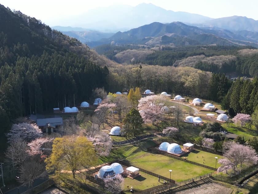 桜の開花予想は4月上旬！日光のグランピングリゾートで
“夜桜ライトアップ”のお花見企画を実施！