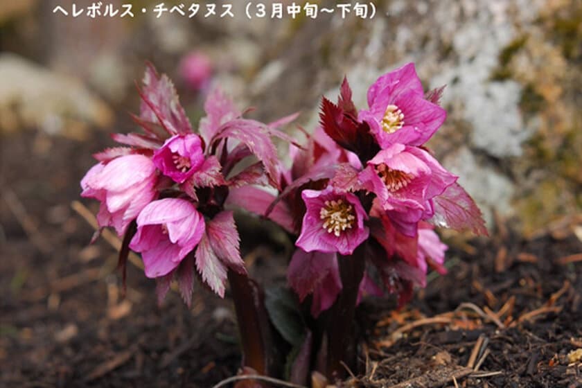 【六甲高山植物園】3月16日（土）シーズンOPEN！
『牧野の足あと～博士と関西の仲間たち～』開催