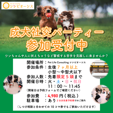 成犬社交パーティー