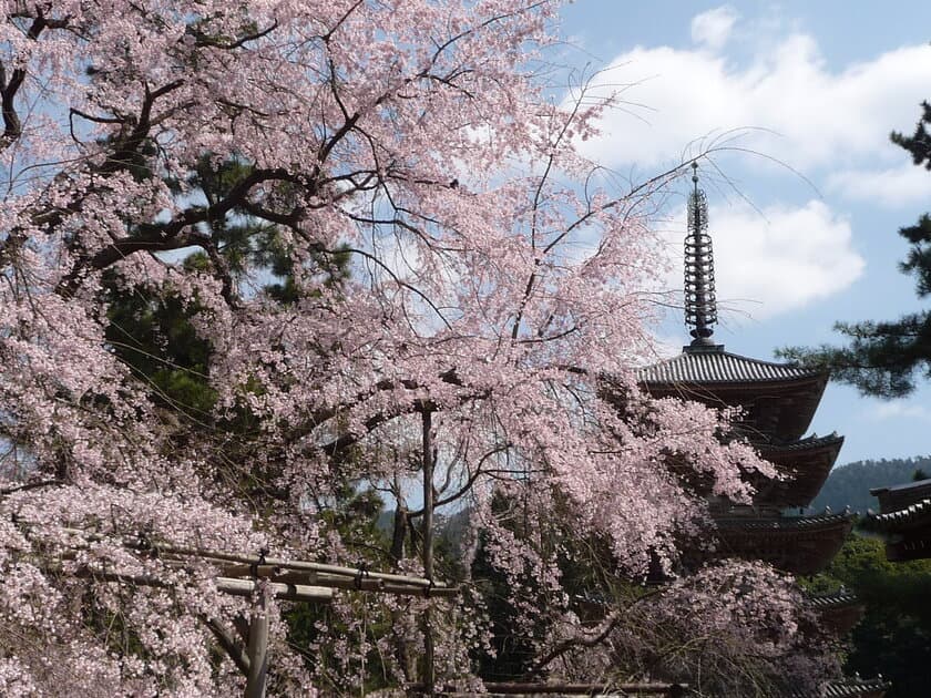 醍醐の花見で有名な世界文化遺産 醍醐寺で特別拝観を開催
　期間中は様々な法要や特別拝観イベントを実施