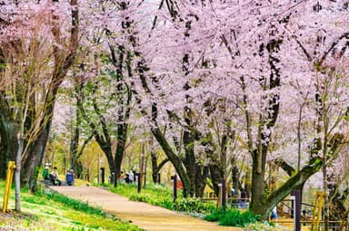 鶴間公園