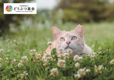 さくらねこ　知っていますか？(4)　写真提供：どうぶつ基金