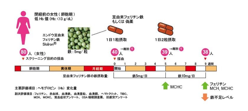 豆由来フェリチン鉄で隠れ貧血にも期待！！
関西福祉科学大学と順天堂大学の研究グループが
豆由来フェリチン鉄による月経後の鉄不足状態からの
回復効果を臨床研究で証明、
ヘモグロビン値に限らず血中フェリチンも回復