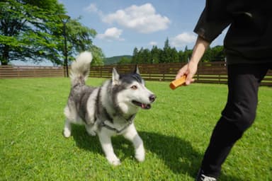 お食事やおティータイムをワンちゃんと一緒に