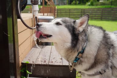 中型犬(10kg)までなら3頭、大型犬も2頭まで