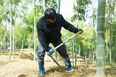 専用のクワ「ホリ」で掘られる京たけのこ