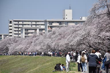 多摩川堤防沿いの桜並木