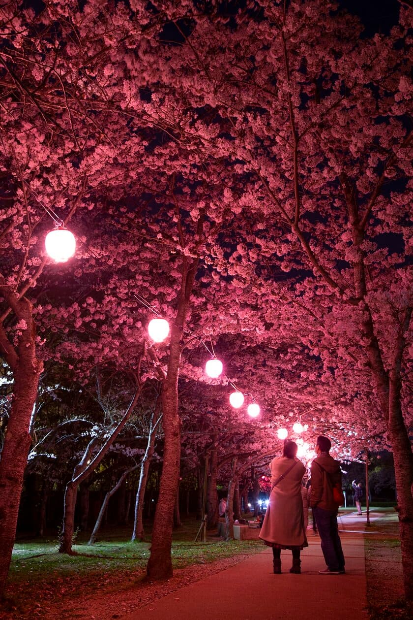 神戸「しあわせの村」、幻想的な夜桜のライトアップを開催
　水面に映る桜の美、特別夜間開園で非日常の景色を体験