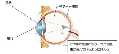 眼の構造