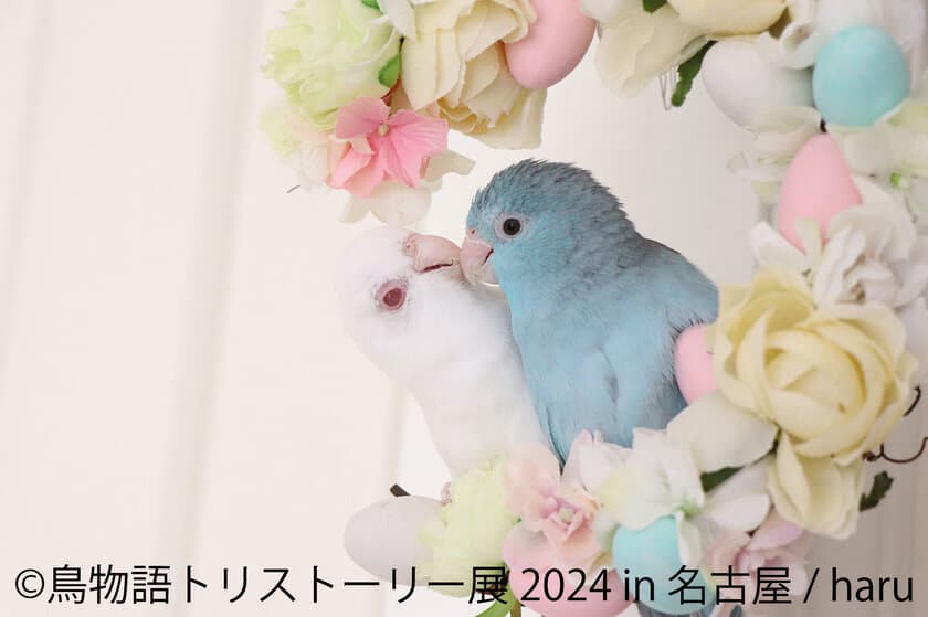 幻の鳥から野鳥まで “一瞬の美しさ”を集めた展示会
「鳥物語トリストーリー展 2024」を4/27(土)～ 名古屋で開催！
～会場限定・新作のハンドメイドグッズも登場～