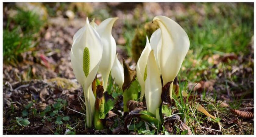 六甲高山植物園～春を告げる純白の花～
「ミズバショウ」の群落が見頃です！