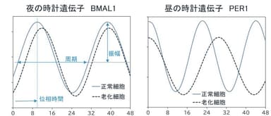 夜の時計遺伝子BMAL1／昼の時計遺伝子PER1