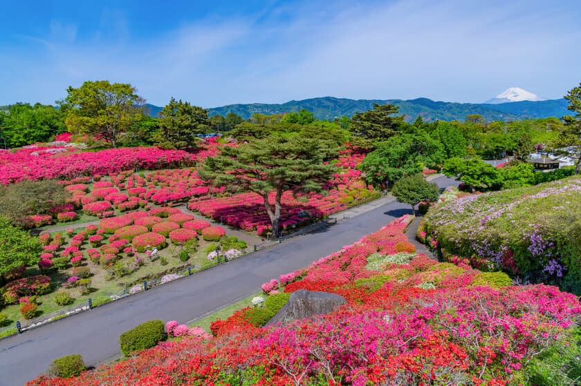 小室山公園つつじ観賞会を4/13～4/30に開催　
～小室山公園を彩る真っ赤な絨毯～