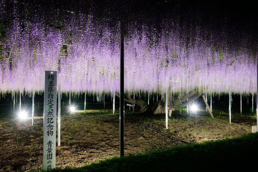 〈『青葉園』埼玉県天然記念物　樹齢700年の大藤〉
～3日間限定でライトアップイベントを開催(入園無料)～