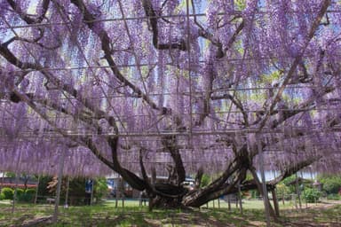 青葉園の大藤 昼(1)