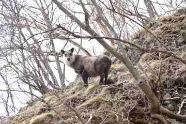 カモシカ見るまで帰れまてんツアー