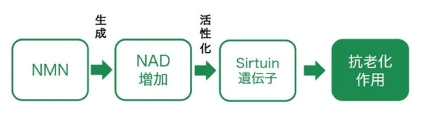 AL-FOODS株式会社の業界唯一の植物由来NMN
「ブロッコリーNMN(R)」が商標登録完了。
機能性表示食品制度対応・海外向けの
プレミア需要素材として引合い増！