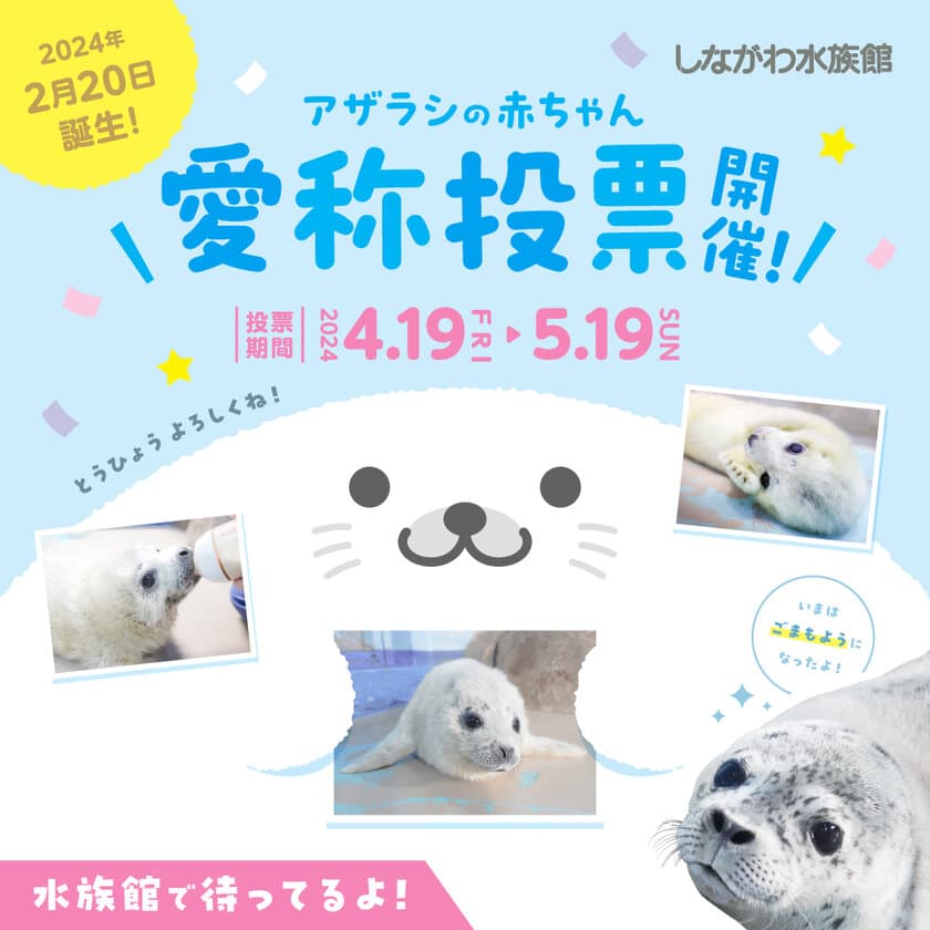 しながわ水族館、ゴマフアザラシの赤ちゃんの
愛称投票を4月19日から開催