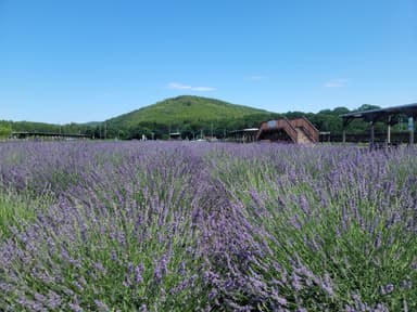 大平山とラベンダー畑