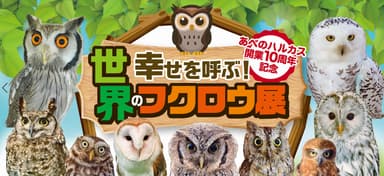 世界のフクロウ展