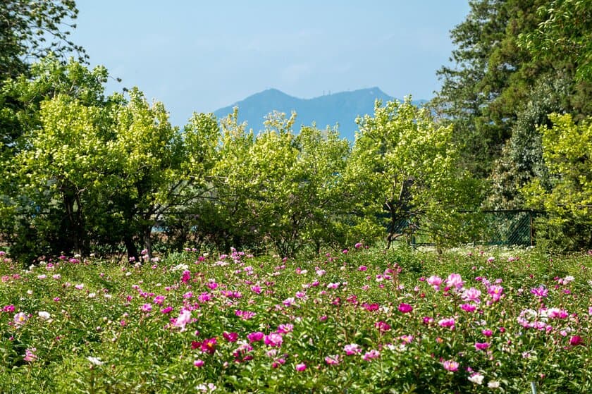 満開のシャクヤクがフィナーレを飾る「つくば牡丹園」　
今年も閉園まで残りわずか　
「PEONY GARDEN(ピオニーガーデン) 2024」
5月19日(日)まで