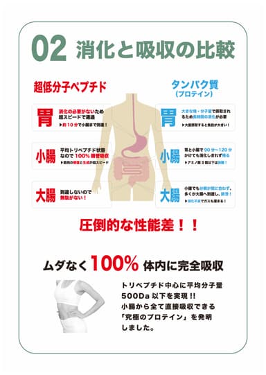 超低分子ペプチド2(消化と吸収の比較)