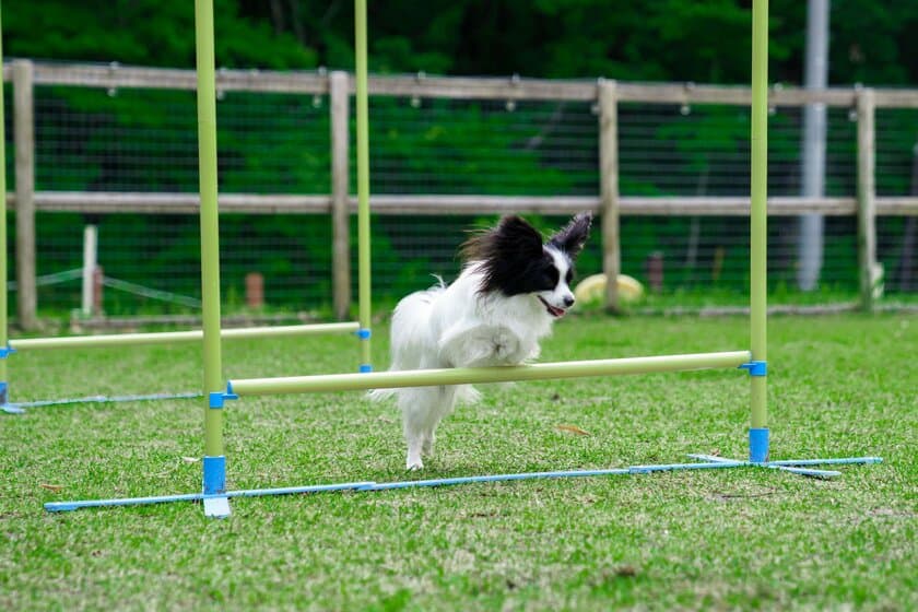 ワンちゃんと飼い主の素敵なコミュニティ
【With DOGs Club】～フォレストヒルズ那須～　
公式HPオープン記念 掲載料無料キャンペーンを実施！