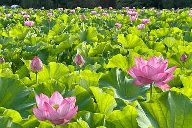 上野公園の蓮の様子