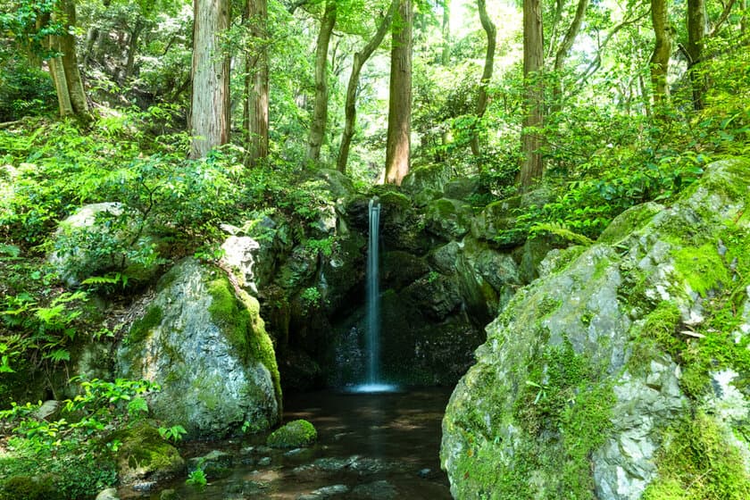 青もみじが美しい世界文化遺産　総本山醍醐寺のクールスポット　
フレンチの朝食と庭園の早朝拝観やクールなイベントを開催