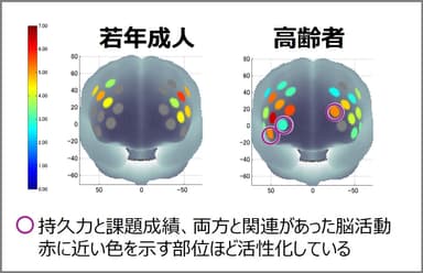 言語性Nバック課題(2バック条件)中の脳活動