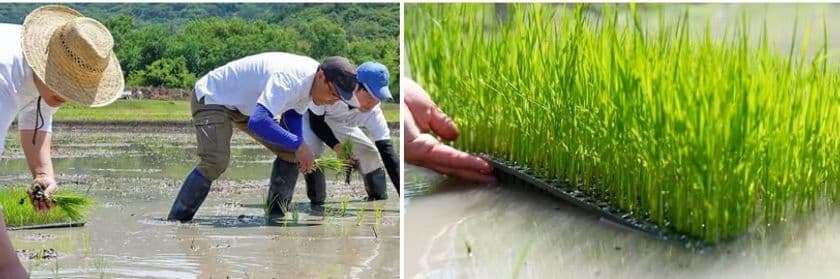 兵庫県姫路市の「こばファーム」が自然農業体験を募集開始！
「第1弾　田植え体験とかまどおむすび」を6月16日・22日に実施　
～豊かな大自然の中で心を体を思いっきり解放！～