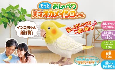 天才オカメインコちゃん1