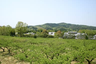 毎年10t以上の実が生る梅林