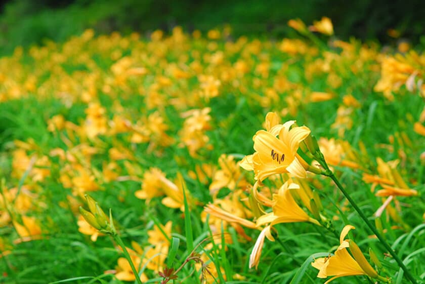 六甲高山植物園 明るい夏色の花！
約1,000株の「ニッコウキスゲ」が見頃です