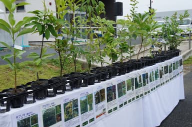 植樹する樹種は、南相馬市の自然植生種