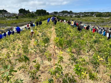 植樹後の造成マウンド