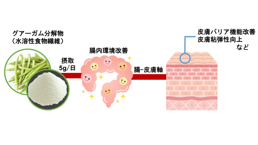 “グアーガム分解物”の摂取が肌機能を改善することを発見　
腸内環境の改善による肌機能調節の可能性