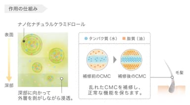 ナノ化ナチュラルケラミドロール 作用の仕組み