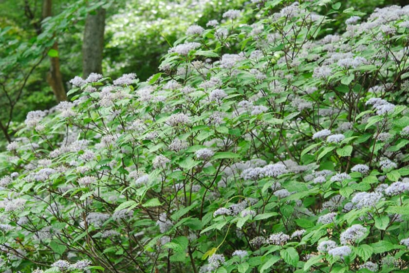 六甲高山植物園 梅雨を彩る優しい香り
六甲山自生 コアジサイの花が見頃です