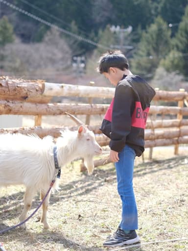 地元住人が飼育するヤギとの触れ合い